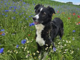 Wurfankündigung Australien Shepard/ Border Collie Welpen