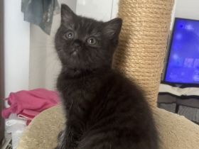 Liebevolle Katzenbabys suchen ab Ende Juli ein neues Zuhause