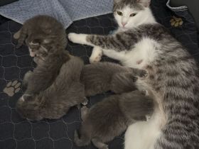 BKH Mix kitten Geimpft/Entwurmt