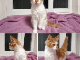 Maine Coon Kitten suchen ihr Für-immer-Zuhause