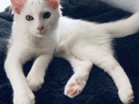 4,5 Monate altes menschenbezogenes Kätzchen - Bengal / Main-Coon