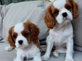 Cavalier King Charles Spaniel Welpen