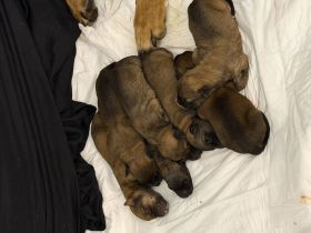 Malinois Welpen abzugeben