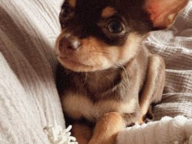 Chihuahua