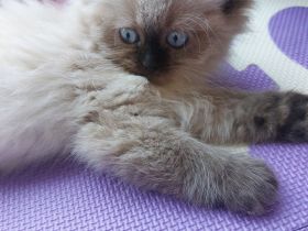 Neva-Masquarade Kitten