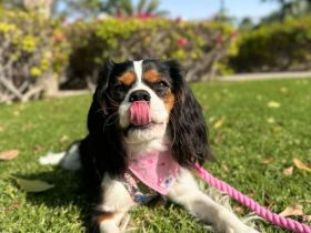 Cavalier King Charles Welpen
