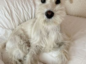 Mini Schnauzer Welpen