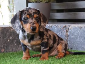 Wunderschöner dapple Rüde – Kurzhaar Dachshund Welpe, 11 Wochen alt