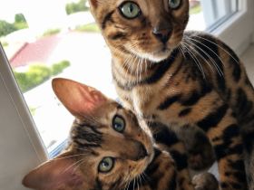 Bengal Kitten Bengalkatze Brown Rosetted Zauberhafte
