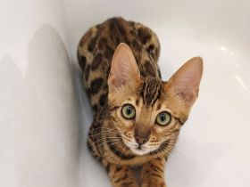 Bengal Kitten Bengalkatze Brown Rosetted