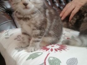 Hauskatzen