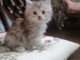 Hauskatzen