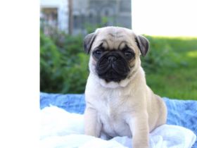 Mops-Welpen mit Stammbaum
