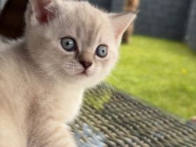 3 wunderschöne BKH Kitten suchen ein neues Zuhause! Bereit zum Ausziehen.