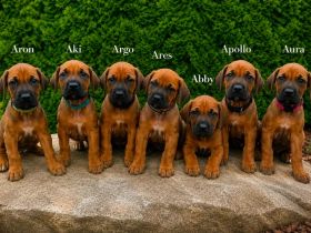 Rhodersky ridgeback