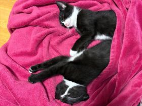 Hauskatzen