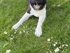 American Akita Welpen