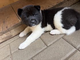American Akita Welpen