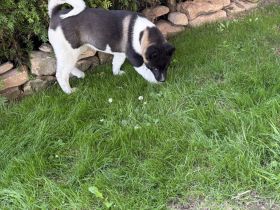 American Akita Welpen
