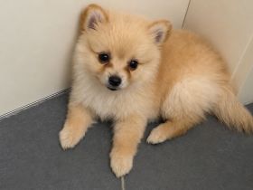 Zwergspitz-Deutscher Spitz Welpen suchen ein liebevolles Zuhause 🐾