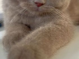 Britisch Kurzhaar Kater abzugeben