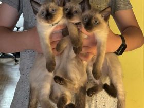 Thai Katze Kater Thaikitten Thaikatze Hundskatze