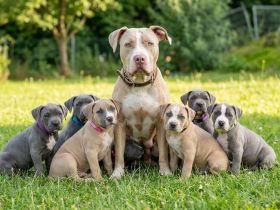 American Bully XLWelpen