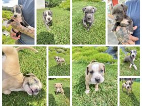 American Bully XLWelpen