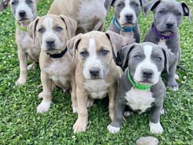 American Bully XL Welpen - liebevoll in der Familie aufgezogen ab sofort abgabebereit