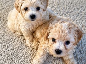 Maltipoo Welpen
