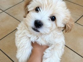 Maltipoo Welpen