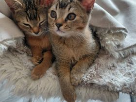 Abessinier x Britisch Kurzhaar Mix Katzenbabys suchen liebevolles Zuhause