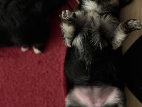 Morkie Welpen
