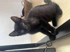 Kitten suchen liebevolles und sicheres Zuhause