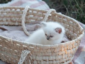 Zuckersüße Rassekatzen Kitten Heilige Birma