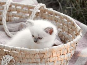 Biete Rassekatze Kitten Heilige Birma weibl.