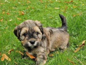 Havaneser Welpen