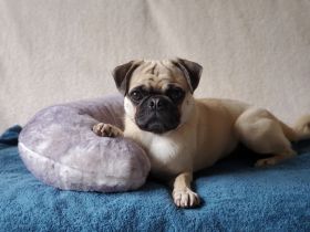 Deckrüde Mops