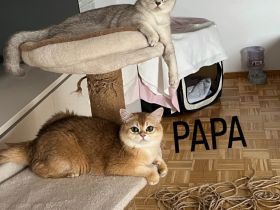 Süßes Britisch Kurzhaar Katerchen sucht ein liebevolles Zuhause 🐾