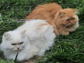 2 Perserkater Bounty und Simba