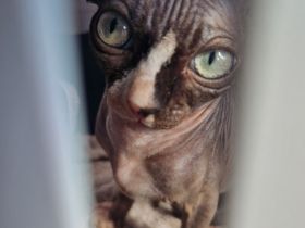 Nacktkatze sucht neues Zuhause