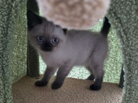 2 Kitten dringlich auf Grund von Allergie abzugeben