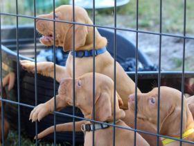 Wunderschöne ungarische Vizsla-welpen!