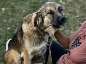 Freundliche und soziale Agatha sucht Zuhause