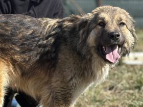 Freundliche und soziale Agatha sucht Zuhause