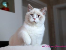 Britischkurzhaarkater mit Stammbaum, kastriert