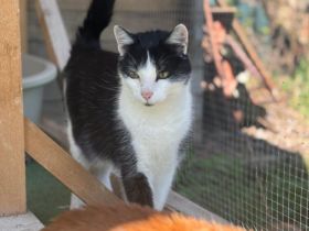 Geselliger Cat Damon sucht Zuhause mit Artgenossen