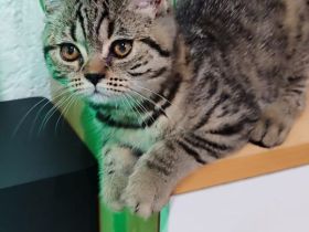 BKH Kitten