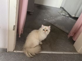 Ragdoll 9 monate