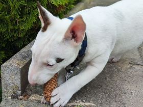 Miniatur Bullterrier Rüde "Rommel" – 1 Jahr jung – sucht 5-Sterne-Zuhause 🐾❤️